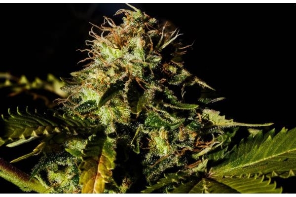 Royal Moby (Royal Queen Seeds) feminisiert