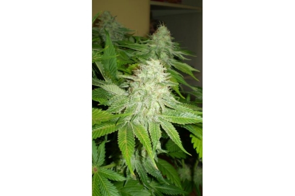OG Kush (Royal Queen Seeds) feminisiert