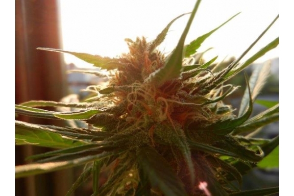 Royal Dwarf Automatic (Royal Queen Seeds) feminisiert