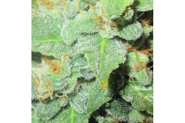 Easy Bud Automatic (Royal Queen Seeds) feminisiert