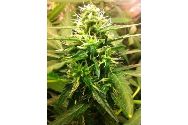 Quick One Automatic (Royal Queen Seeds) feminisiert