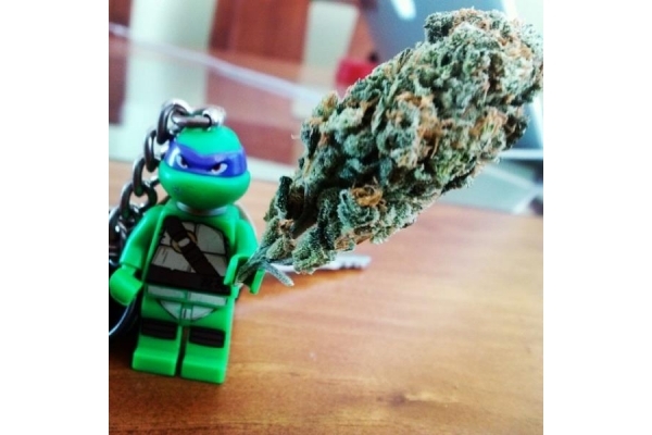 Quick One Automatic (Royal Queen Seeds) feminisiert