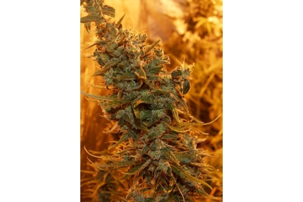 Royal Critical Automatic (Royal Queen Seeds) feminisiert