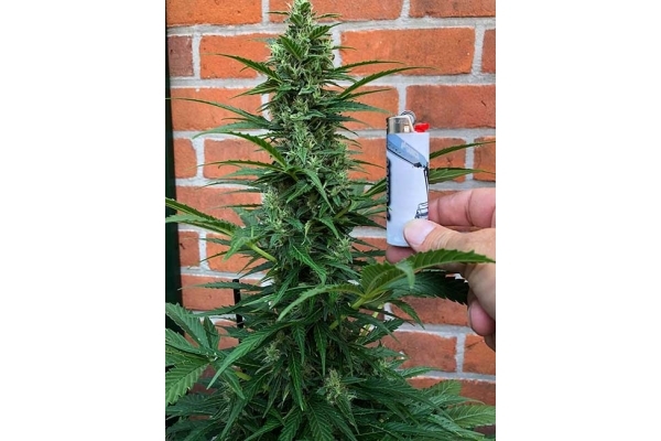 Northern Light Automatic (Royal Queen Seeds) feminisiert Northern Light Automatic (Royal Queen Seeds) feminisiert