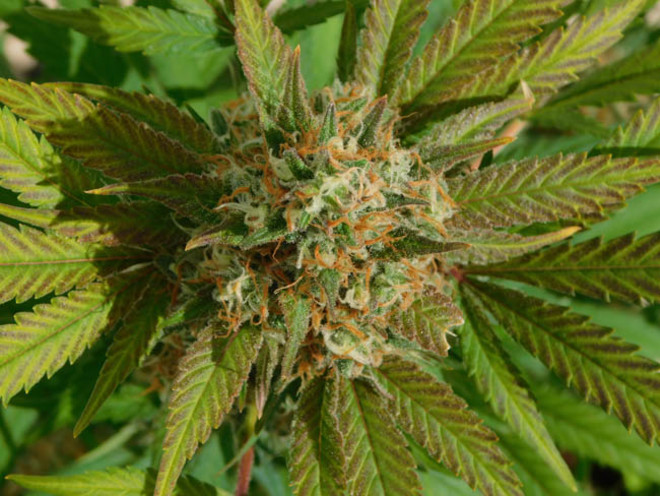 Raspberry Cough (Nirvana) feminisiert Raspberry Cough (Nirvana) feminisiert