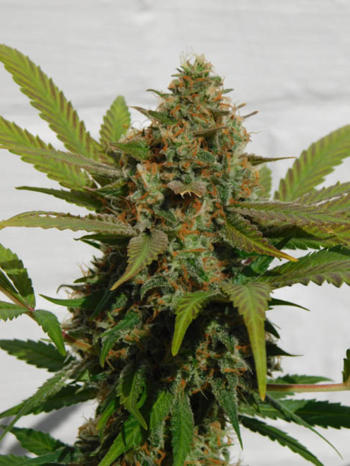 Raspberry Cough (Nirvana) feminisiert Raspberry Cough (Nirvana) feminisiert