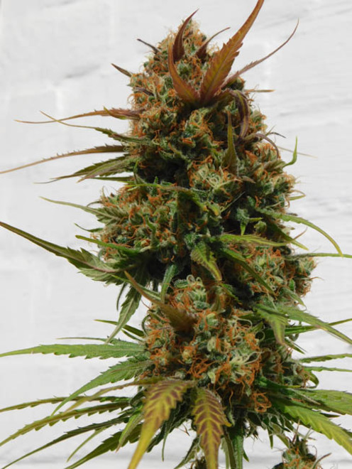 Raspberry Cough (Nirvana) feminisiert Raspberry Cough (Nirvana) feminisiert