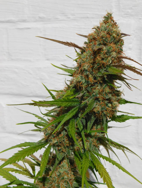 Raspberry Cough (Nirvana) feminisiert Raspberry Cough (Nirvana) feminisiert