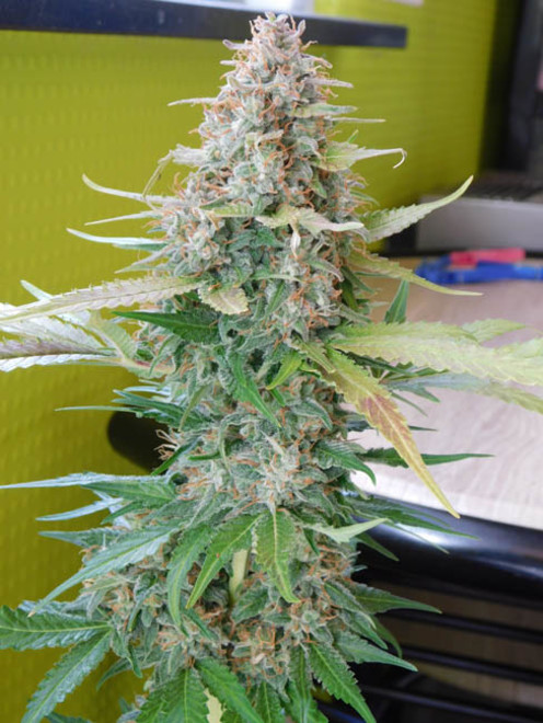 Raspberry Cough (Nirvana) feminisiert Raspberry Cough (Nirvana) feminisiert