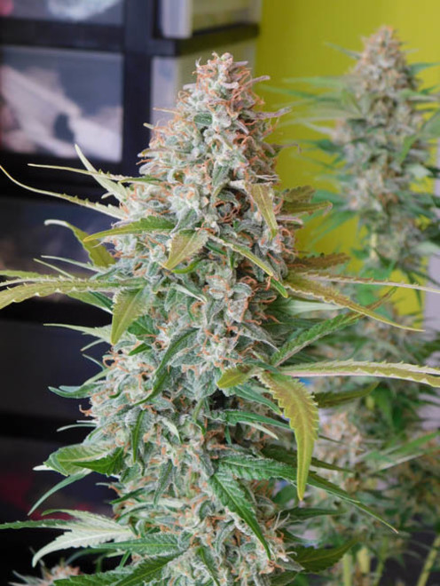 Raspberry Cough (Nirvana) feminisiert Raspberry Cough (Nirvana) feminisiert