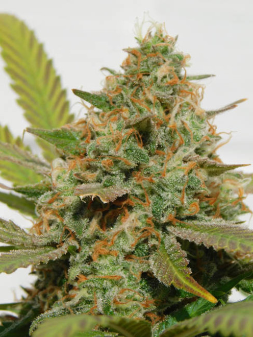 Raspberry Cough (Nirvana) feminisiert Raspberry Cough (Nirvana) feminisiert