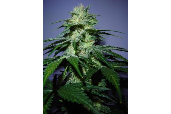 Nepal Jam (ACE Seeds) feminisiert