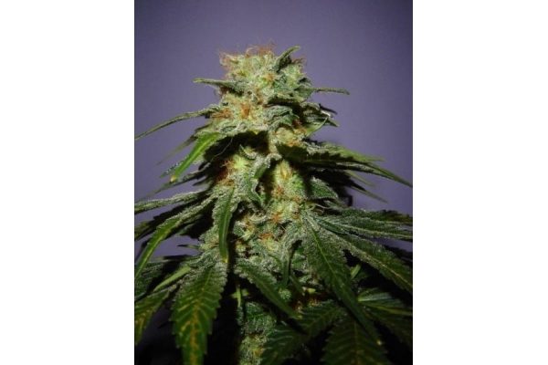 Nepal Jam (ACE Seeds) feminisiert