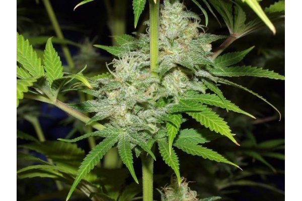 Nepal Jam (ACE Seeds) feminisiert