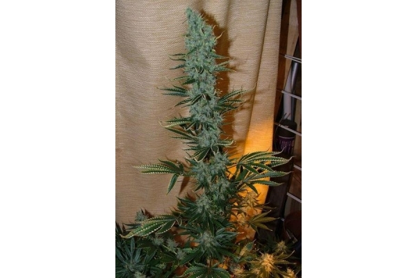 Nepal Jam (ACE Seeds) feminisiert