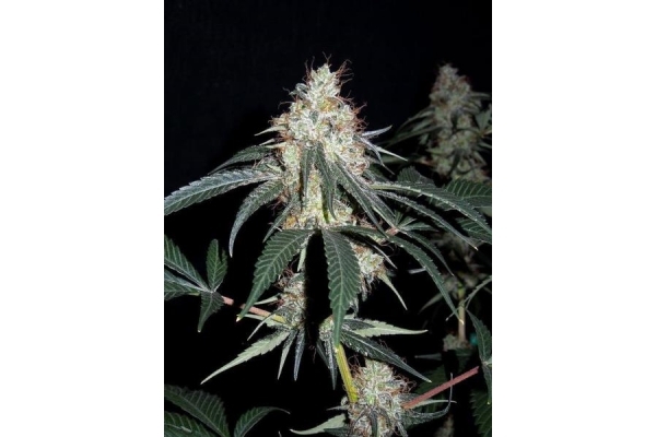 Nepal Jam (ACE Seeds) feminisiert