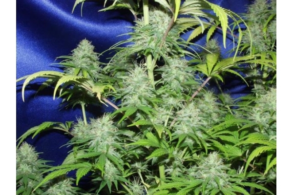 Nepal Jam (ACE Seeds) feminisiert