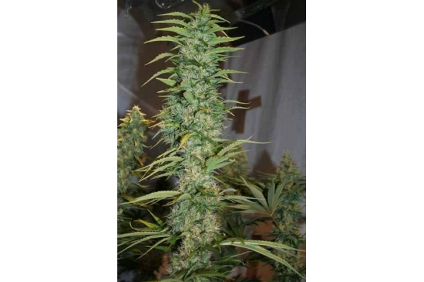 Orient Express (ACE Seeds) feminisiert