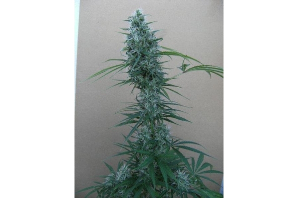 Orient Express (ACE Seeds) feminisiert