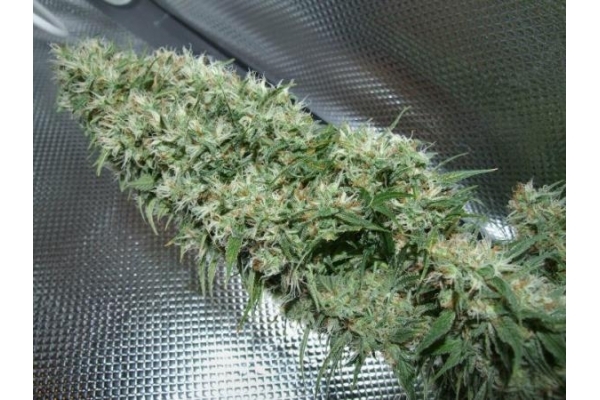 Orient Express (ACE Seeds) feminisiert
