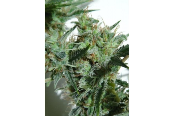 Orient Express (ACE Seeds) feminisiert