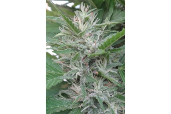 Orient Express (ACE Seeds) feminisiert