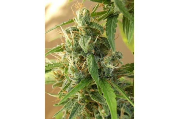 Panama (ACE Seeds) feminisiert