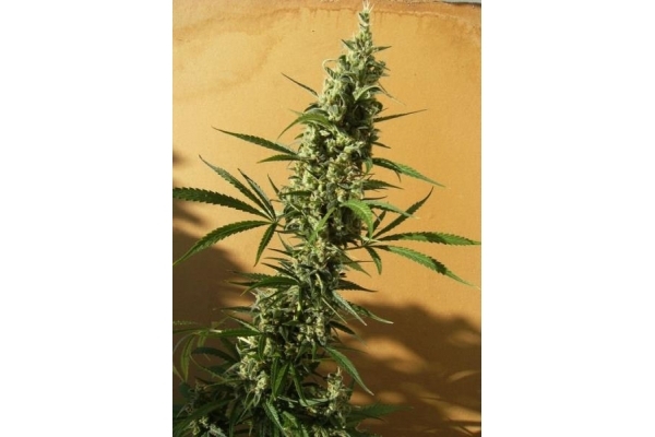 Panama (ACE Seeds) feminisiert