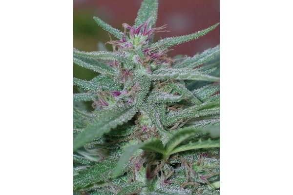 Panama (ACE Seeds) feminisiert