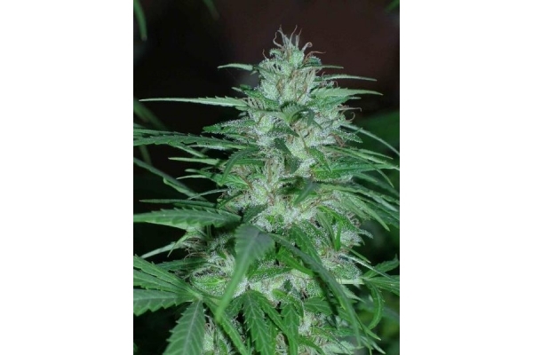Panama (ACE Seeds) feminisiert