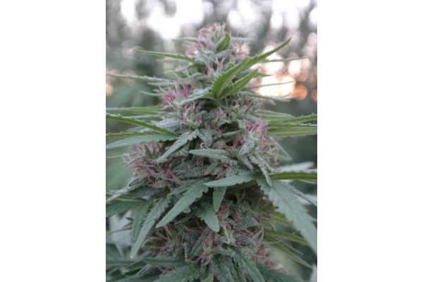 Panama (ACE Seeds) feminisiert