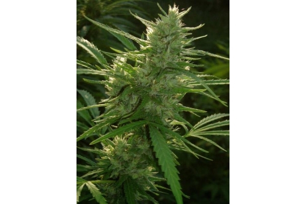 Panama (ACE Seeds) feminisiert