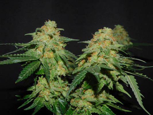 Spliff's Strawberry (Spliff Seeds) feminisiert