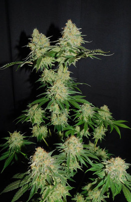 Spliff's Strawberry (Spliff Seeds) feminisiert