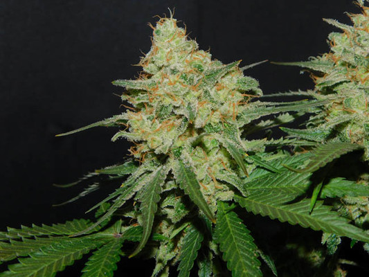Spliff's Strawberry (Spliff Seeds) feminisiert