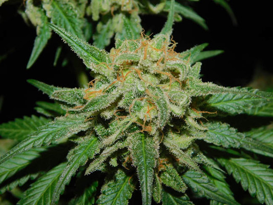 Spliff's Strawberry (Spliff Seeds) feminisiert