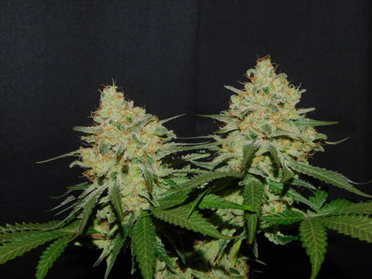 Spliff's Strawberry (Spliff Seeds) feminisiert
