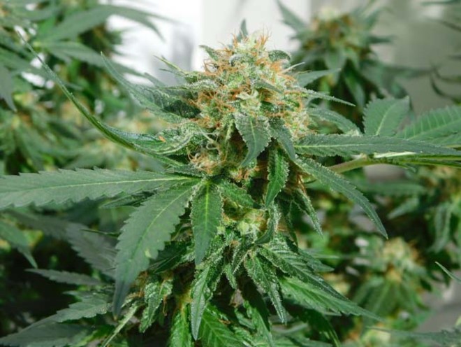 LA Affie (Cali Connection) feminisiert LA Affie (Cali Connection) feminisiert