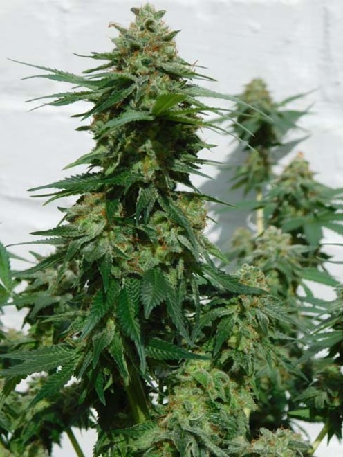 LA Affie (Cali Connection) feminisiert LA Affie (Cali Connection) feminisiert