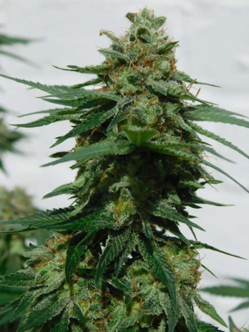 LA Affie (Cali Connection) feminisiert LA Affie (Cali Connection) feminisiert