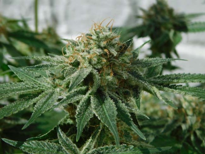 LA Affie (Cali Connection) feminisiert LA Affie (Cali Connection) feminisiert