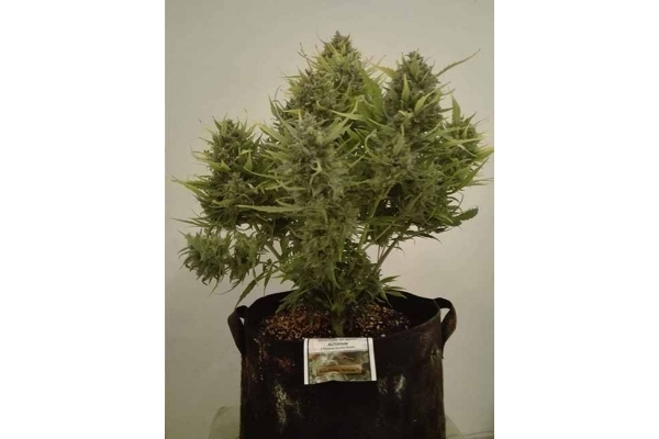 Auto White Widow (Dutch Passion) feminisiert