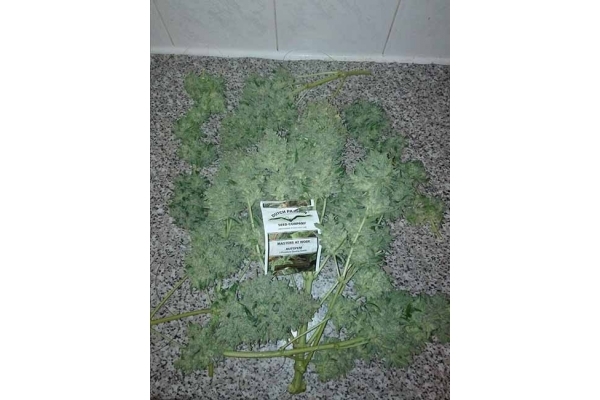 Auto White Widow (Dutch Passion) feminisiert