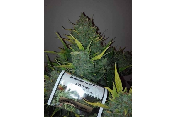Auto White Widow (Dutch Passion) feminisiert