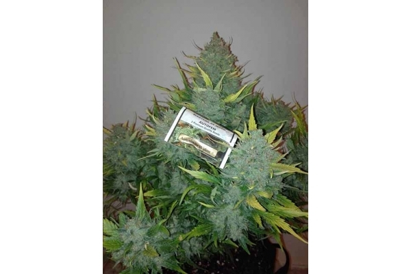 Auto White Widow (Dutch Passion) feminisiert