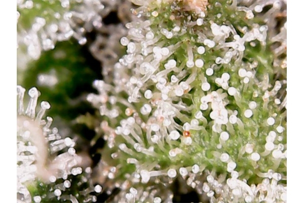 Blue Auto Mazar (Dutch Passion) feminisiert