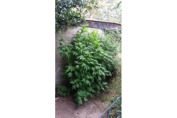 Big Bomb (Bomb Seeds) feminisiert