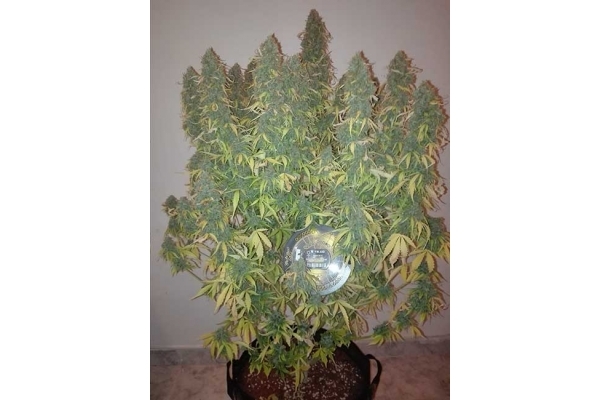 Big Bang Autoflowering (Greenhouse Seeds) feminisiert Big Bang Autoflowering (Greenhouse Seeds) feminisiert