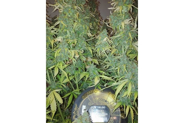 Big Bang Autoflowering (Greenhouse Seeds) feminisiert Big Bang Autoflowering (Greenhouse Seeds) feminisiert