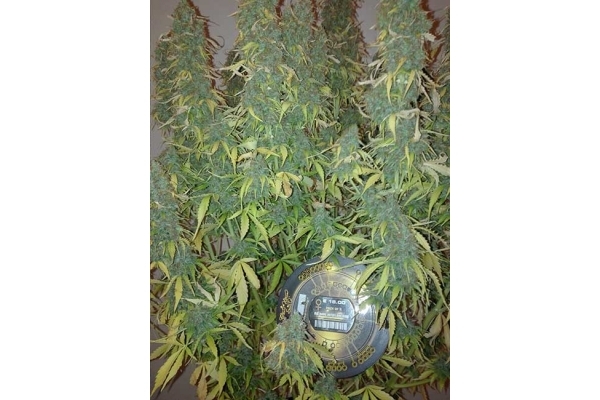 Big Bang Autoflowering (Greenhouse Seeds) feminisiert Big Bang Autoflowering (Greenhouse Seeds) feminisiert